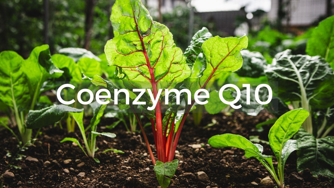 What is Coenzyme Q10 (Q10) and why is it such an important ingredient for hair care and hair health?