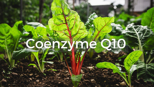 What is Coenzyme Q10 (Q10) and why is it such an important ingredient for hair care and hair health?